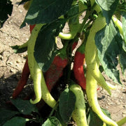 Ierapetras Hot Pepper Seeds