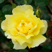 Bright Yellow Rose Seeds