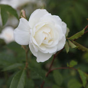 Climbing Iceberg Rose Seeds