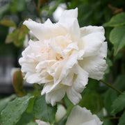 Climbing Madame Alfred Carriere Rose Seeds