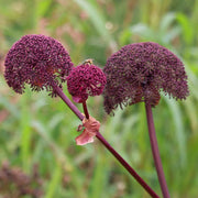 Korean Angelica Gigas Seeds, Herbal