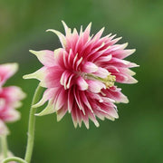 Windflower Pink Nora Barlow Seeds