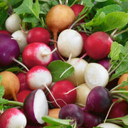 Rainbow Mix Radish Seeds
