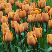 Brown Tulip Seeds