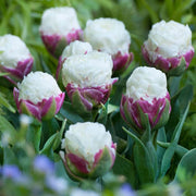 Ice Cream Tulip Seeds