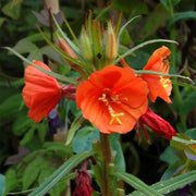 Versicolor Oenothera Seeds