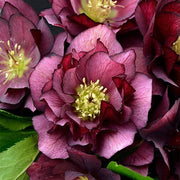 Helleborus Orientalis Lenten Rose Seeds