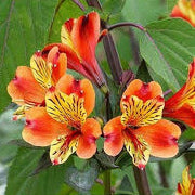 Garden Alstroemeria Seeds