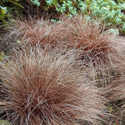 Graceful Carex Comans Seeds, Herbal