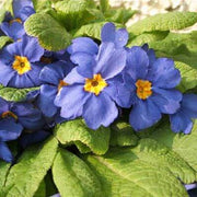 Blue Primula Seeds