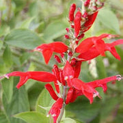 Pineapple Sage Seeds, Herbal