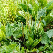 Plantago Asiatica Plantain Seeds, Herbal