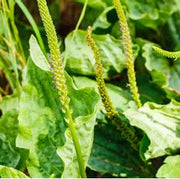 Plantago Asiatica Plantain Seeds, Herbal