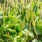 Plantago Asiatica Plantain Seeds, Herbal