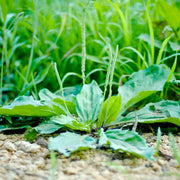 Green Plantago Major Seeds, Herbal