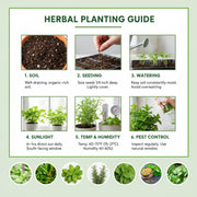 Klip Dagga Leonotis Nepetifolia Seeds, Herbal