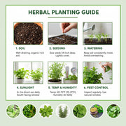 Teucrium chamaedrys Germander Seeds, Herbal
