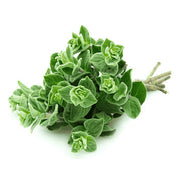 Wild Zaatar Oregano Seeds, Herbal