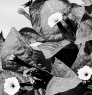 Black Bougainvillea Seeds