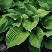 Hosta Seeds, Green