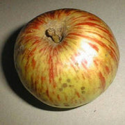 Bi-Color & Striped Apple Seeds