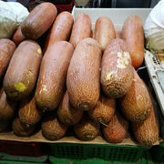 Poona Kheera Cucumber Seeds