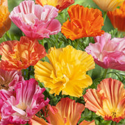 Ballerina Mix Poppy Seeds