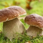 Bolete Mushroom Spawn Seeds