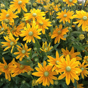 Prairie Sun Rudbeckia Seeds