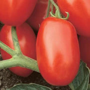Viva Italia Tomato Seeds