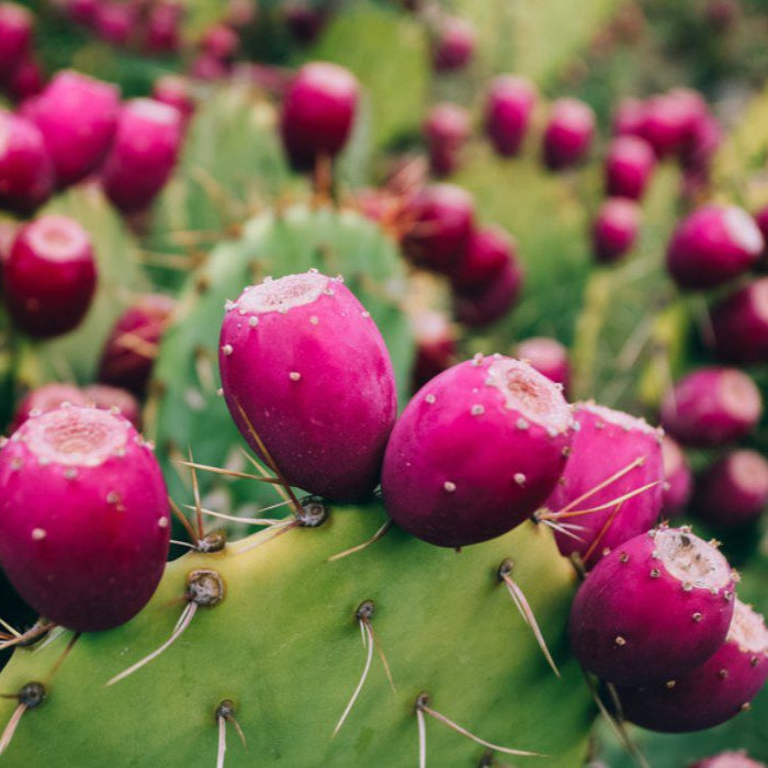 Pink Spineless Opuntia Seeds, Herbal