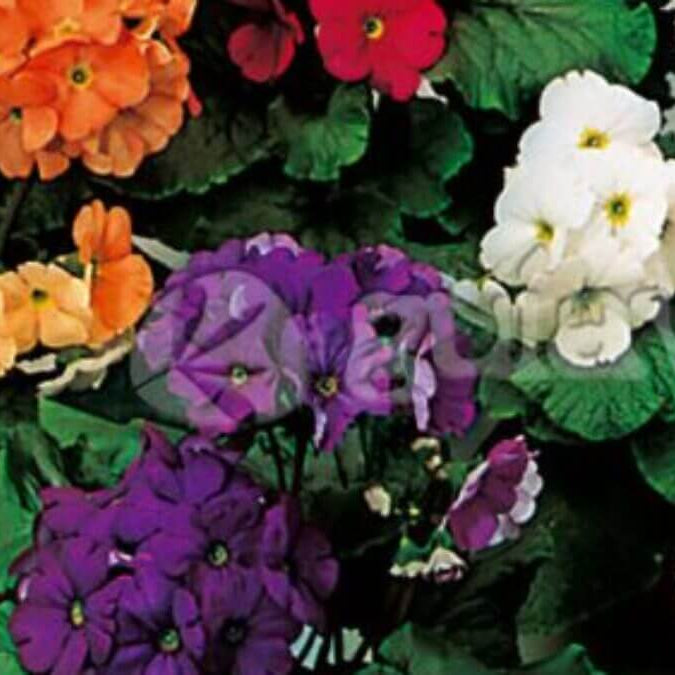 Mixed Wildflower Primula Seeds