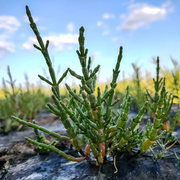 Hardy Coastal Samphire Seeds