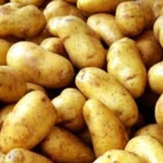Solanum tuberosum Potato Seeds