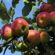Pink and Yellow Apple Seeds
