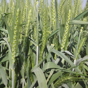 Green Wheat Seeds