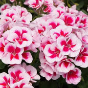 Geranium Seeds, Red & White