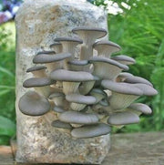 Dark Gray Mushroom Seeds