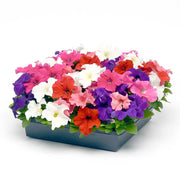 Hybrid Mixed Petunia Seeds