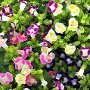 Mixed Torenia Seeds