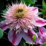Empress Clematis Seeds