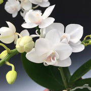 White Phalaenopsis Orchid Seeds