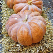 Fairytale Pumpkin Seeds