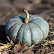 Jarrahdale Pumpkin Seeds