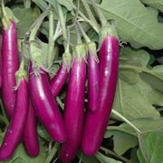 Light Violet Eggplant Seeds