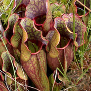 Lovely Pitcher Seeds