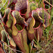 Purple Pitcher Sarracenia Purpurea Seeds, Herbal
