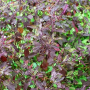 Holy Basil Purple Krishna Tulsi Seeds, Herbal