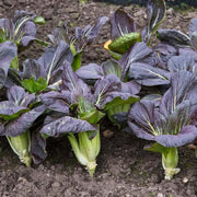 Black Bok Choy Seeds