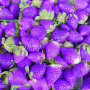 Purple Strawberry Seeds